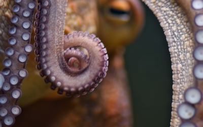 Vom Reden ins Tun: Die Octopus-Organisation